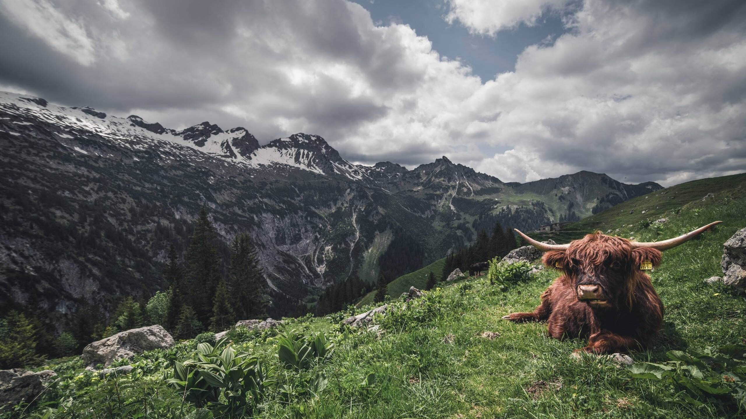 奥运周期关键战之夜，浓眉用钢铁之躯诠释，为什么他依然是美国男篮不可或缺的那块基石？